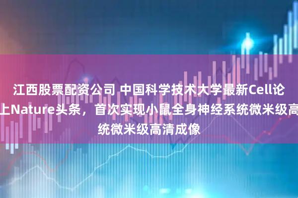 江西股票配资公司 中国科学技术大学最新Cell论文，登上Nature头条，首次实现小鼠全身神经系统微米级高清成像